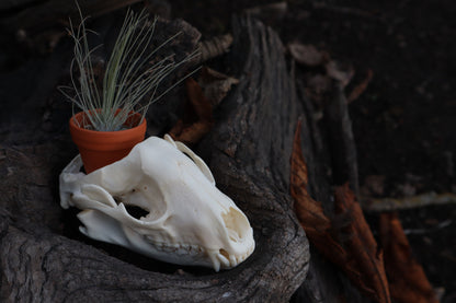 Raccoon Skull Planter with Fuchsii v gracilis