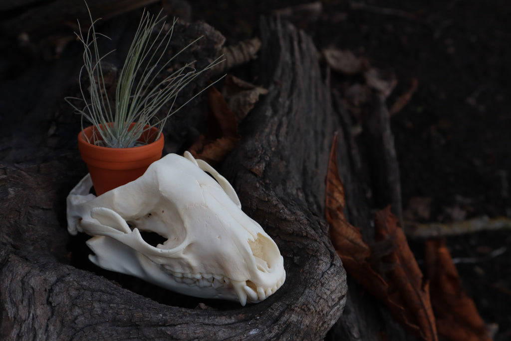Raccoon Skull Planter with Fuchsii v gracilis