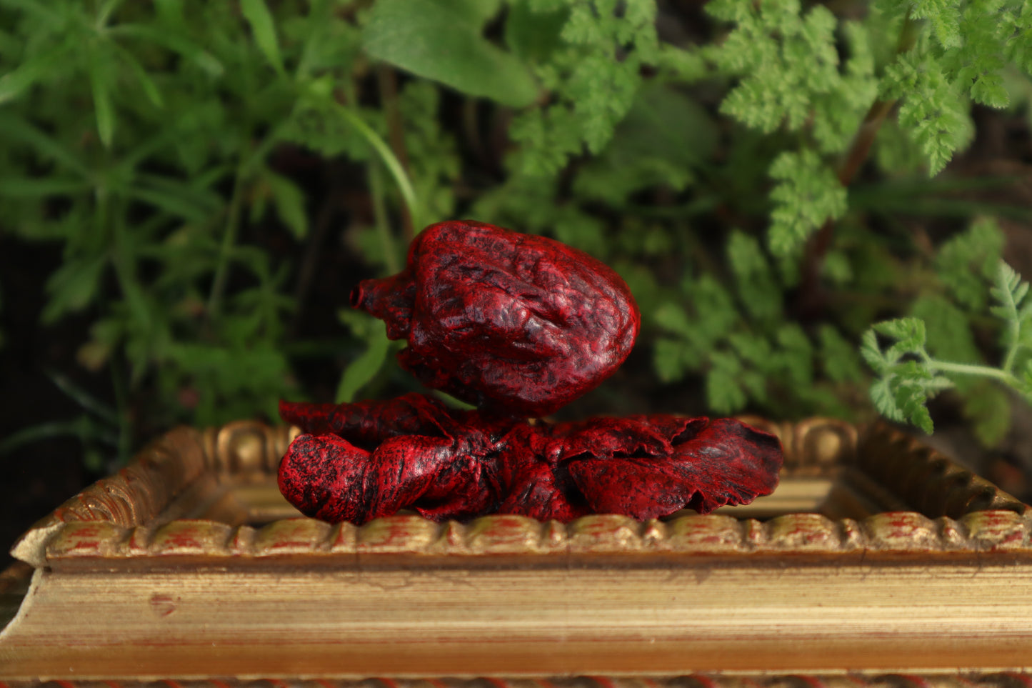 Dry Preserved Chihuahua Heart and Lung Display