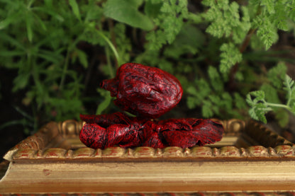 Dry Preserved Chihuahua Heart and Lung Display
