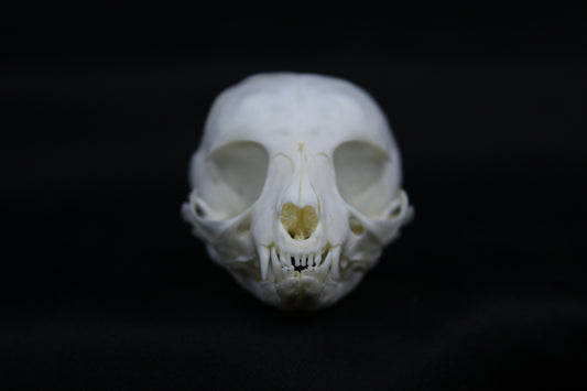 Damaged Kitten Skull