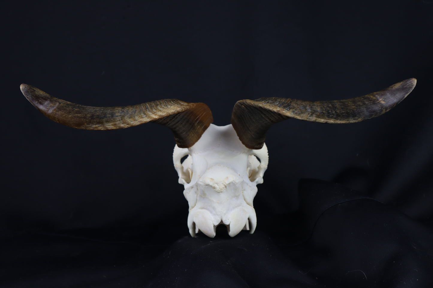 Large Horned Goat Skull