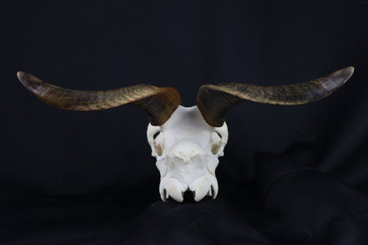 Large Horned Goat Skull