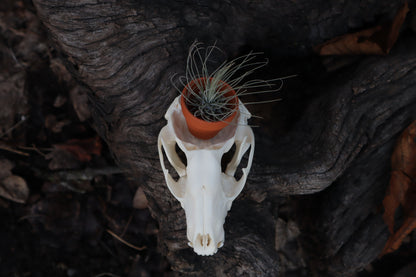 Raccoon Skull Planter with Fuchsii v gracilis
