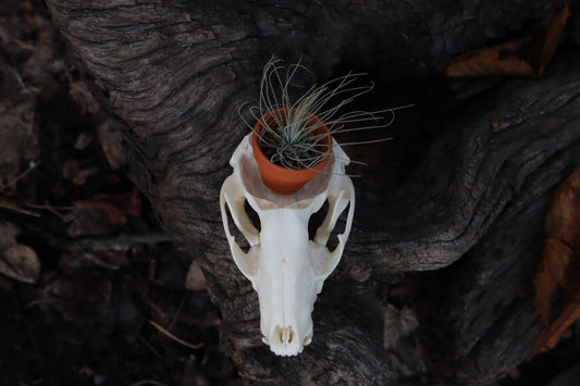 Raccoon Skull Planter with Fuchsii v gracilis