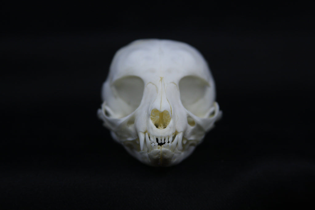 Damaged Kitten Skull