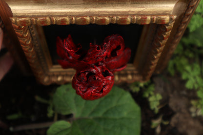 Dry Preserved Chihuahua Heart and Lung Display