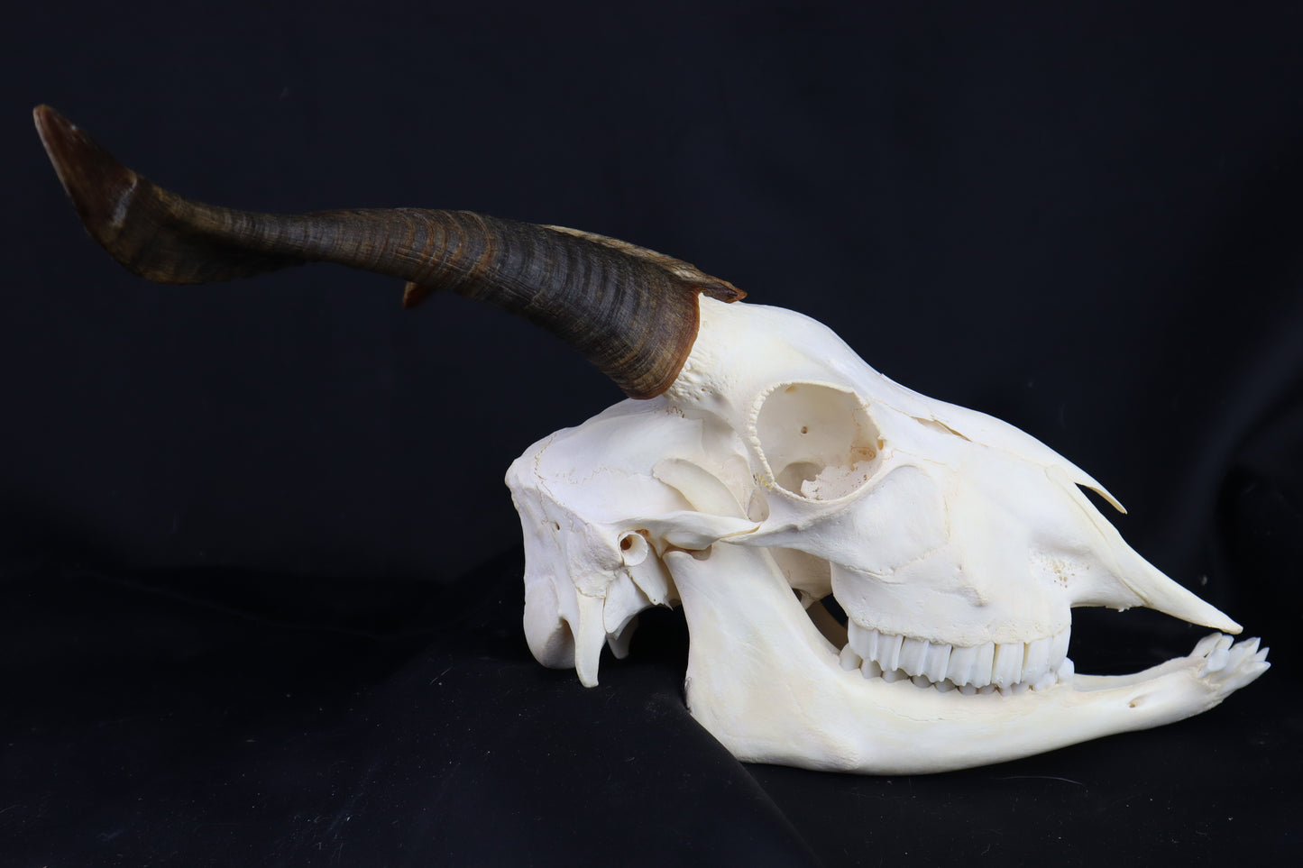 Large Horned Goat Skull