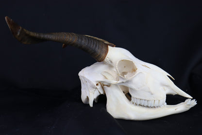 Large Horned Goat Skull