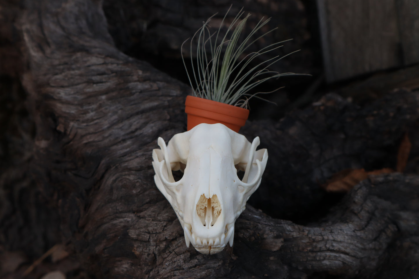 Raccoon Skull Planter with Fuchsii v gracilis