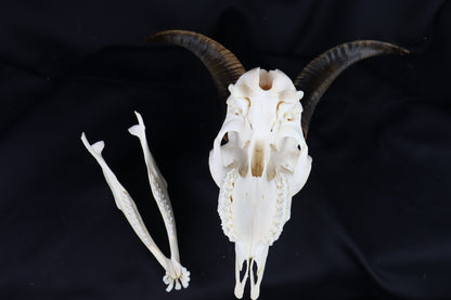 Large Horned Goat Skull