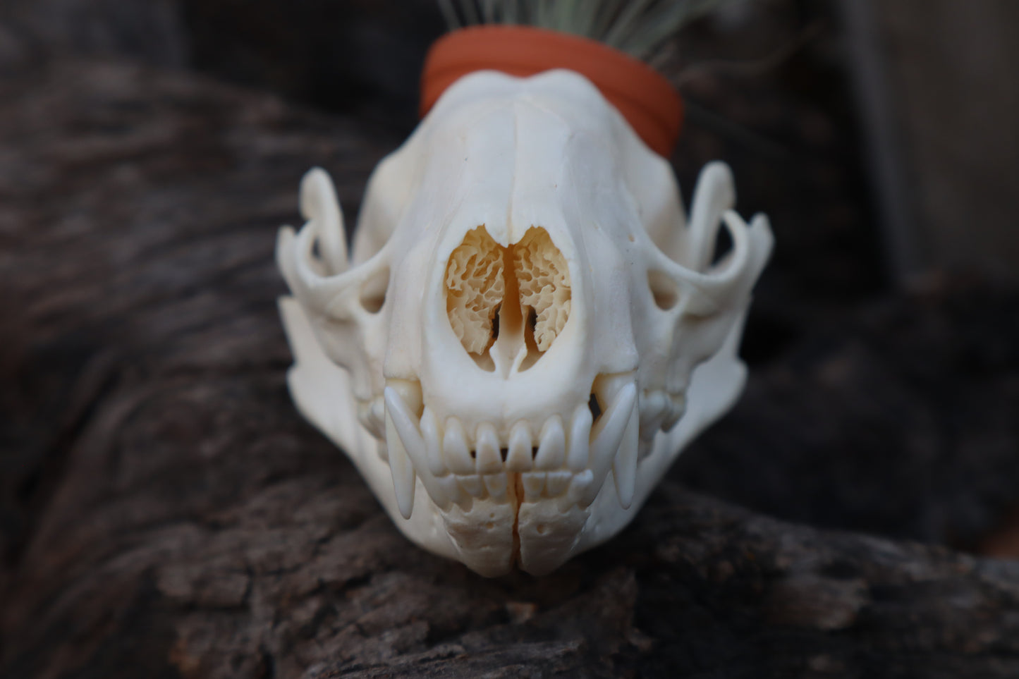 Raccoon Skull Planter with Fuchsii v gracilis