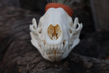 Raccoon Skull Planter with Fuchsii v gracilis