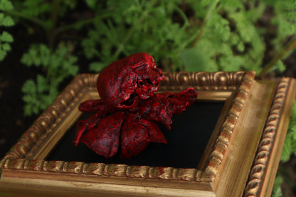 Dry Preserved Chihuahua Heart and Lung Display