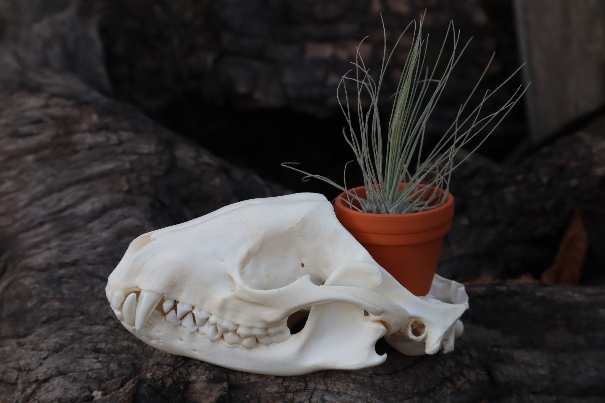 Raccoon Skull Planter with Fuchsii v gracilis