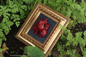 Dry Preserved Chihuahua Heart and Lung Display