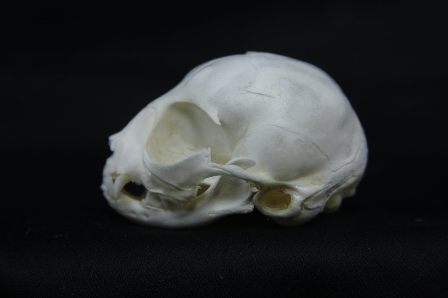 Damaged Kitten Skull
