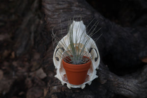 Raccoon Skull Planter with Fuchsii v gracilis