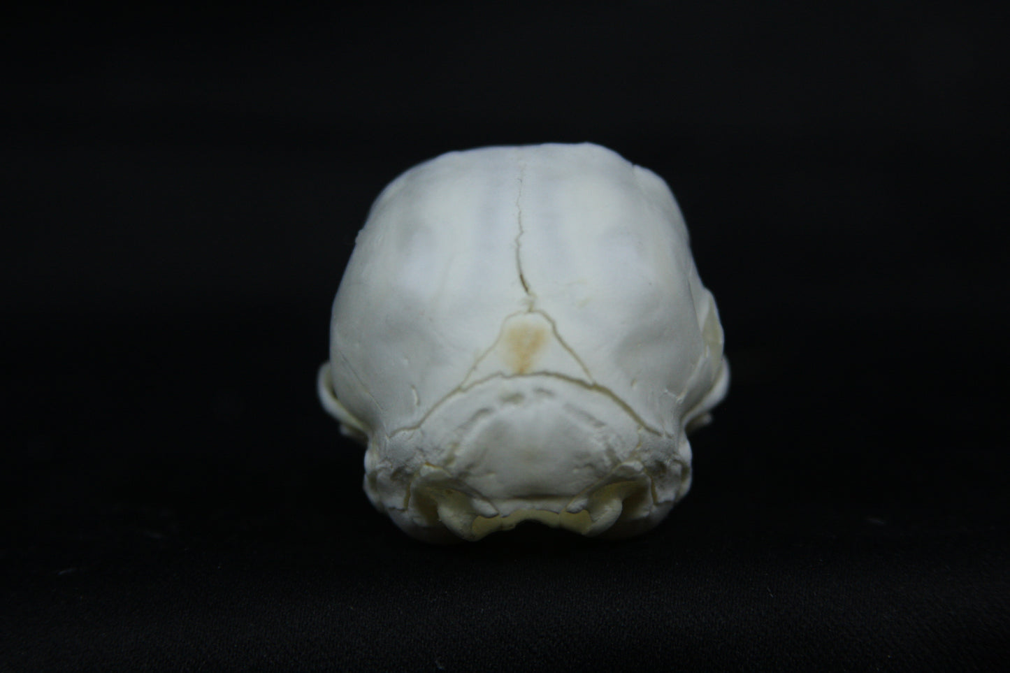 Damaged Kitten Skull