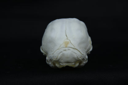 Damaged Kitten Skull