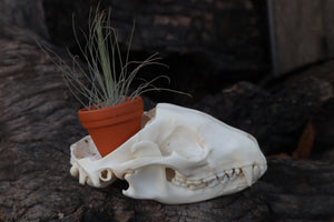 Raccoon Skull Planter with Fuchsii v gracilis