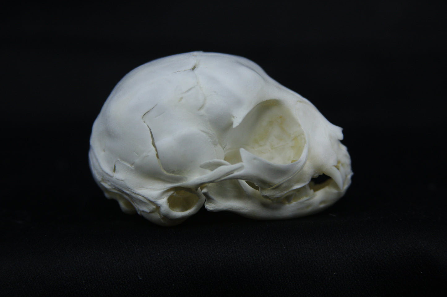 Damaged Kitten Skull