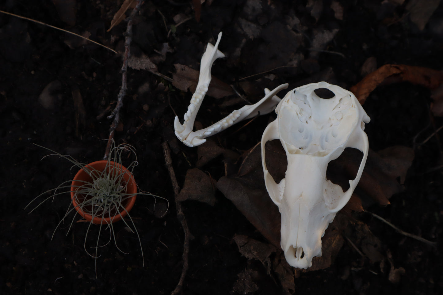 Raccoon Skull Planter with Fuchsii v gracilis