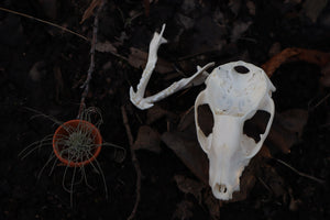 Raccoon Skull Planter with Fuchsii v gracilis