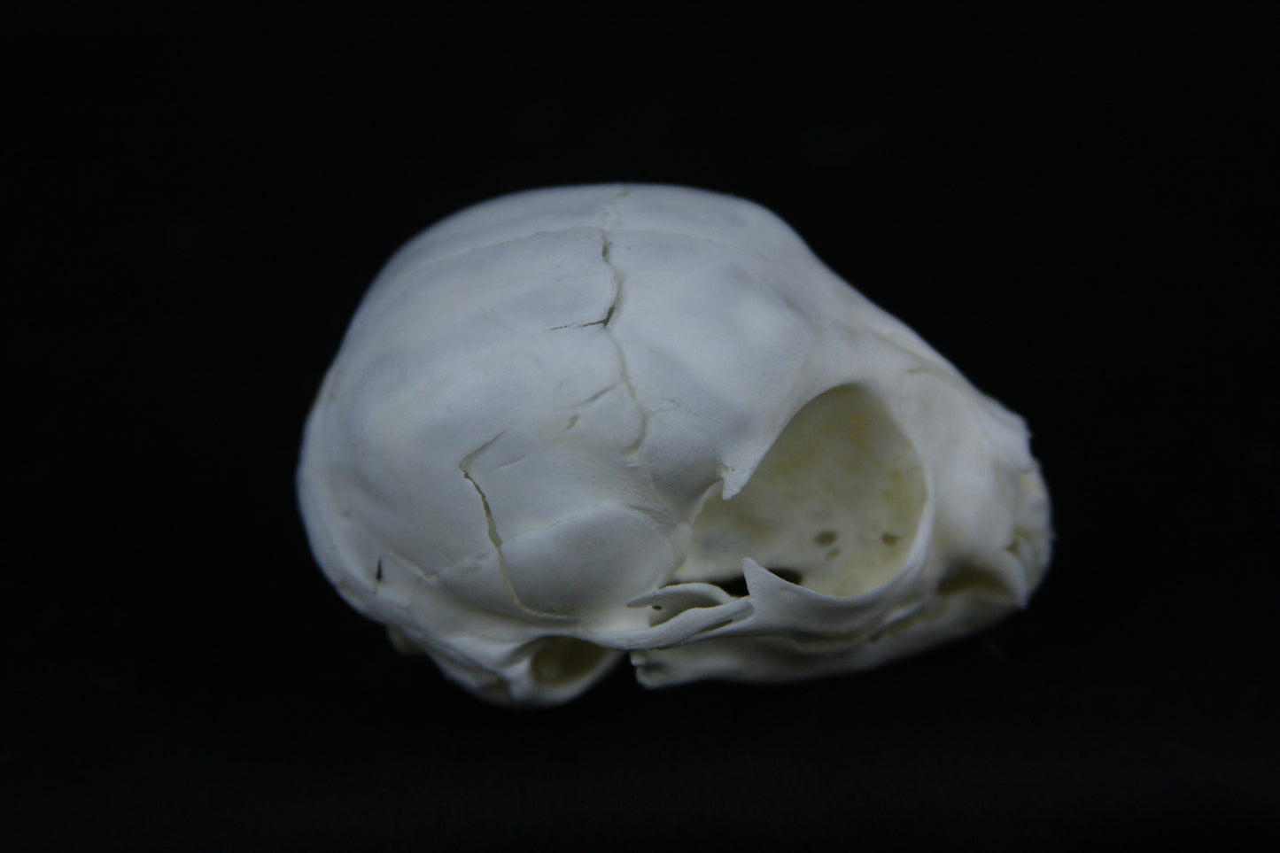 Damaged Kitten Skull