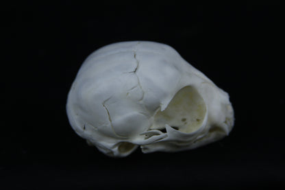 Damaged Kitten Skull