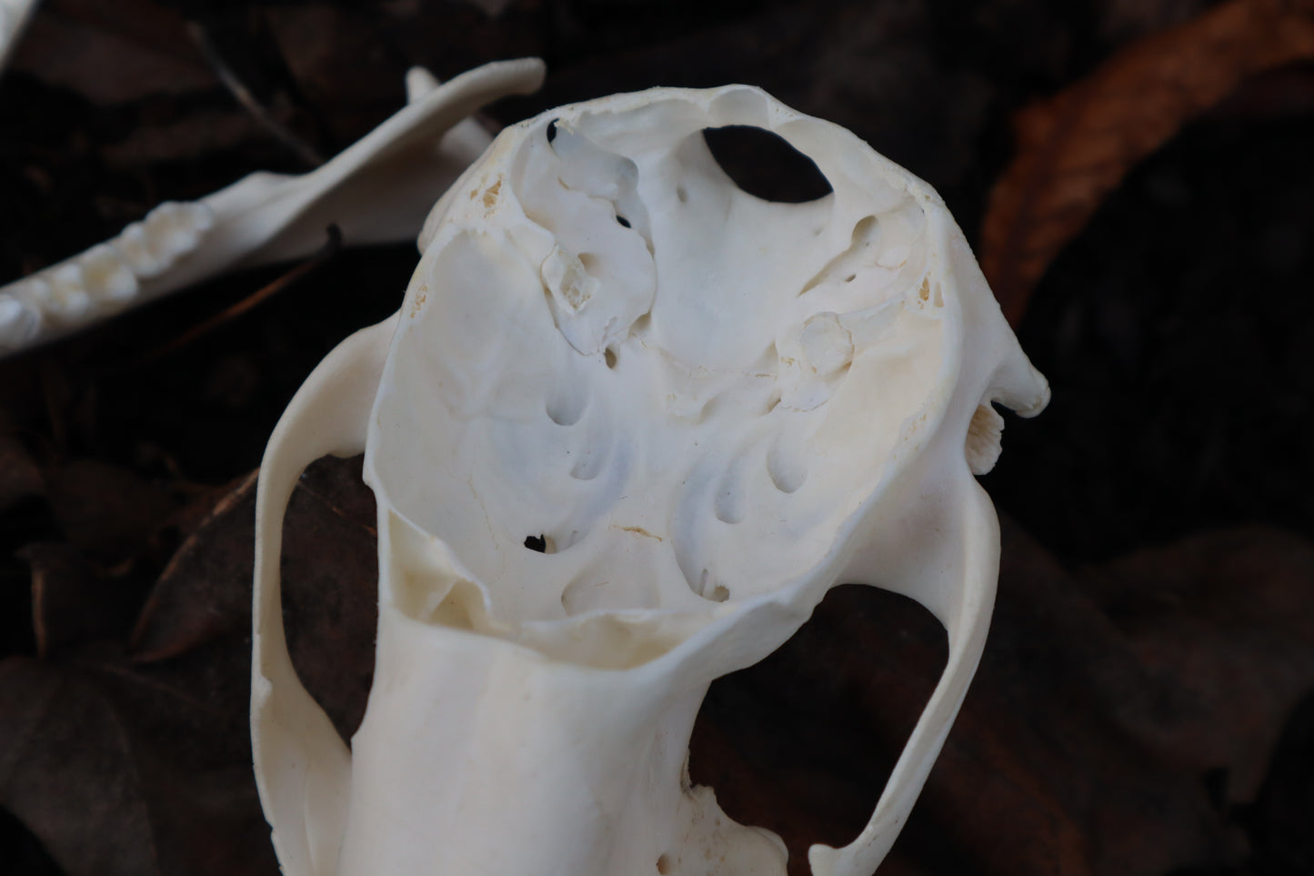 Raccoon Skull Planter with Fuchsii v gracilis
