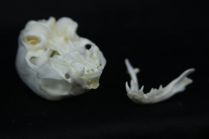 Damaged Kitten Skull