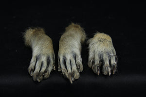 Raccoon Feet