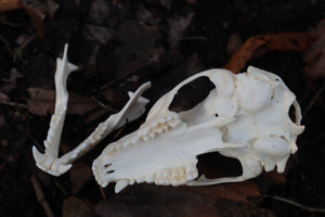 Raccoon Skull Planter with Fuchsii v gracilis