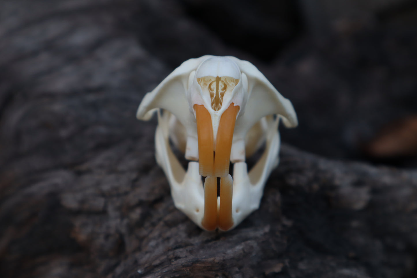 Muskrat Skull