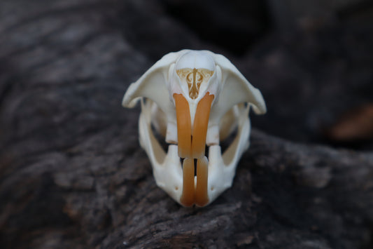 Muskrat Skull