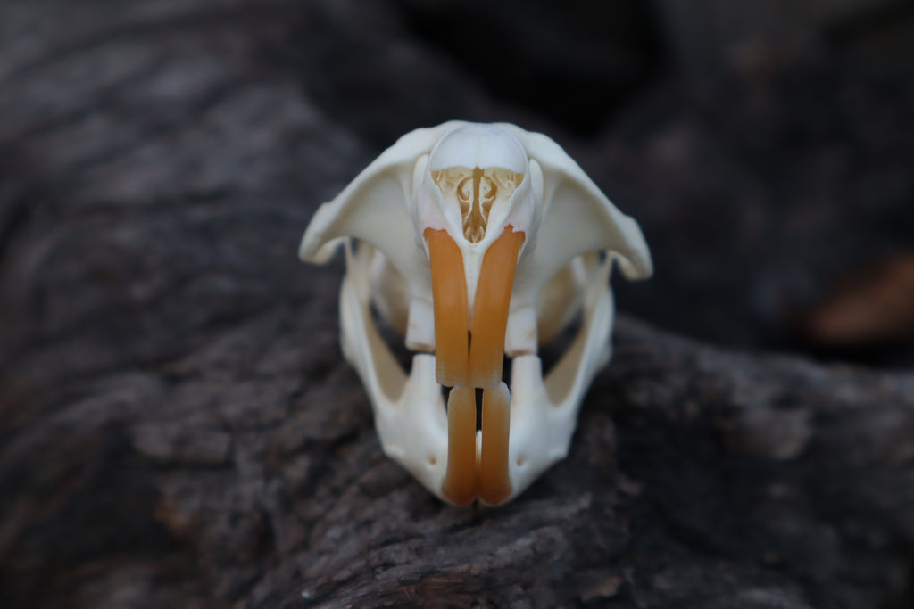 Muskrat Skull