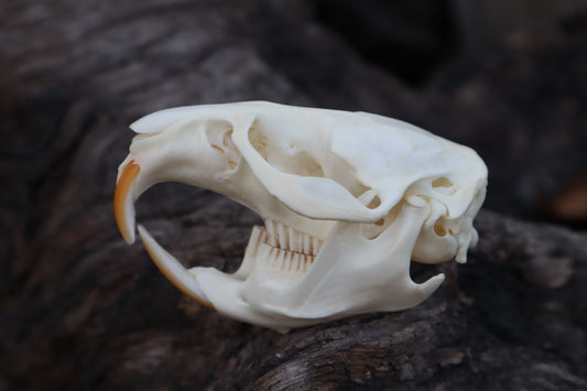 Muskrat Skull