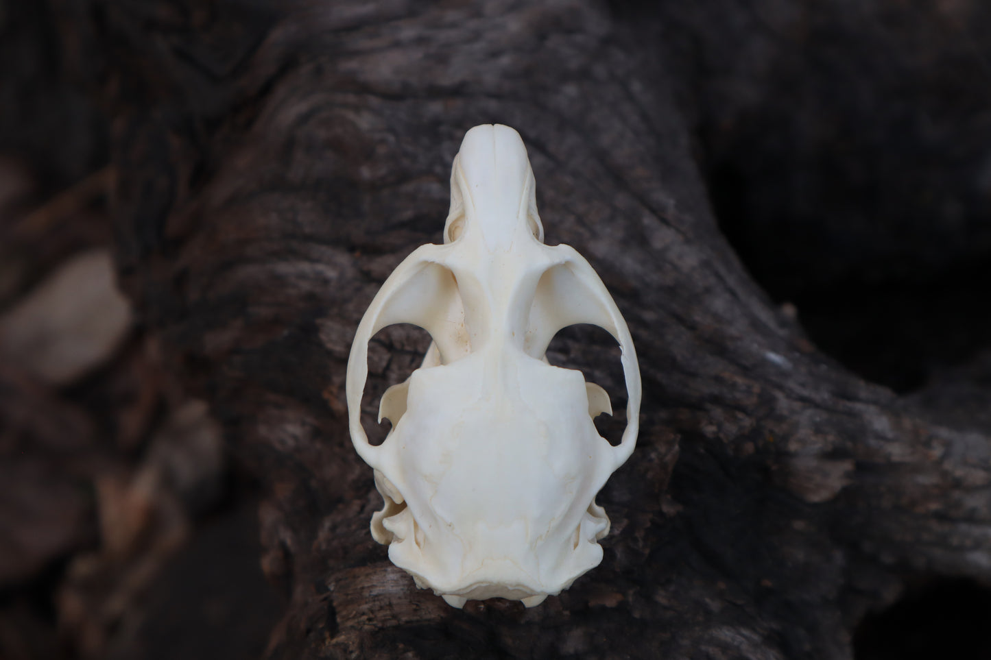 Muskrat Skull