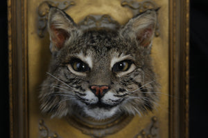 Framed Bobcat Taxidermy