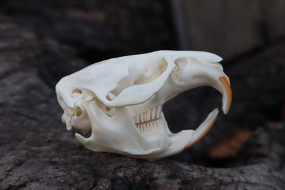 Muskrat Skull