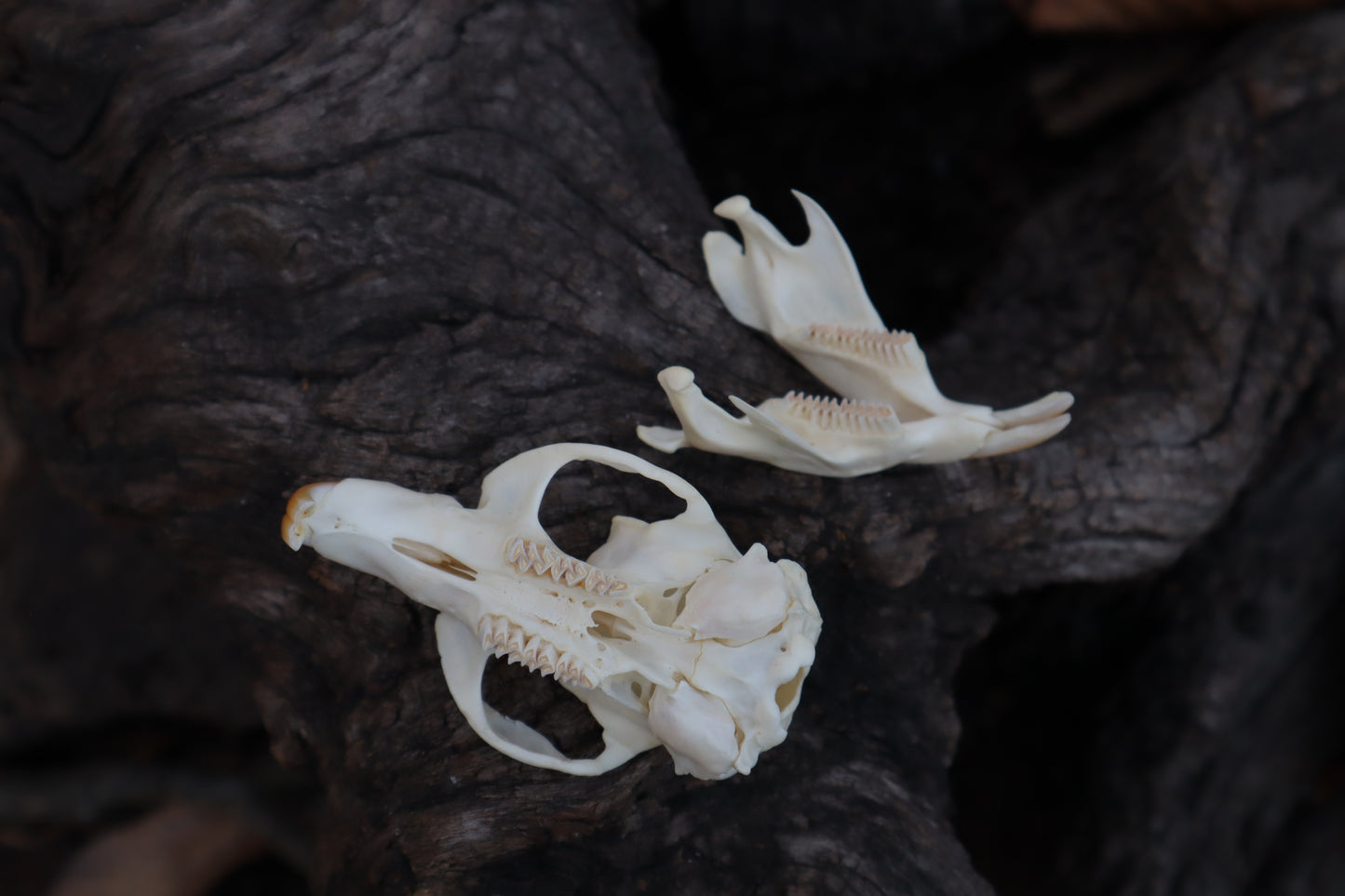 Muskrat Skull