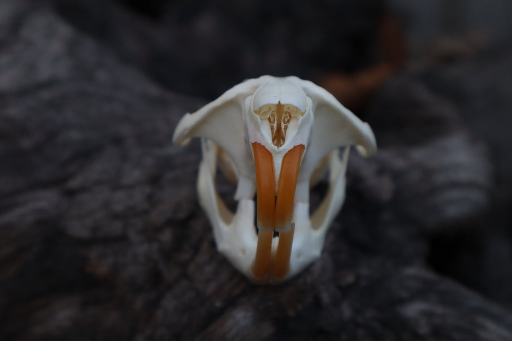 Muskrat Skull
