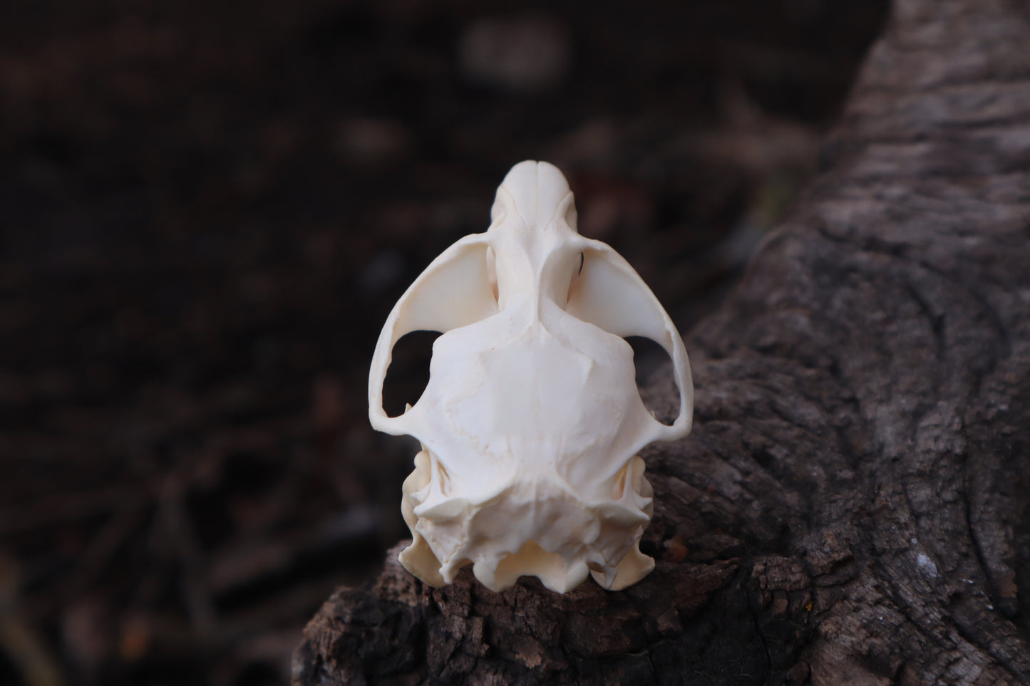 Muskrat Skull