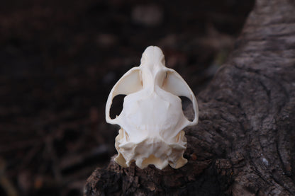 Muskrat Skull