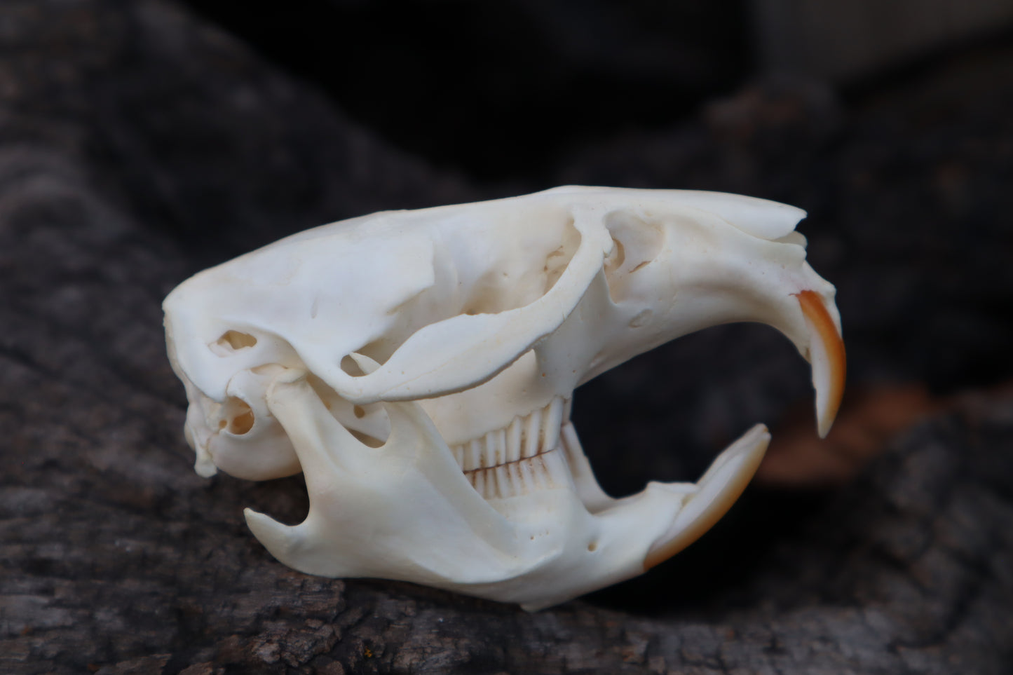 Muskrat Skull