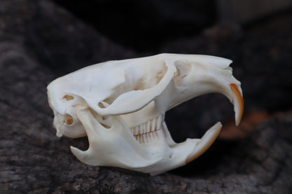 Muskrat Skull