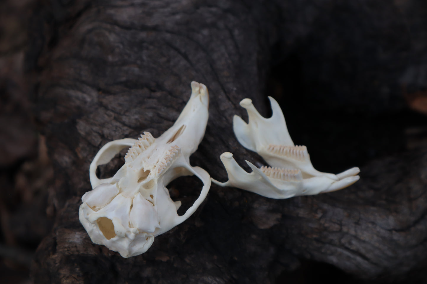Muskrat Skull