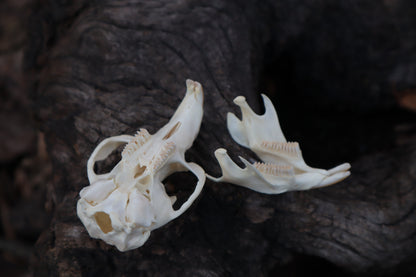 Muskrat Skull