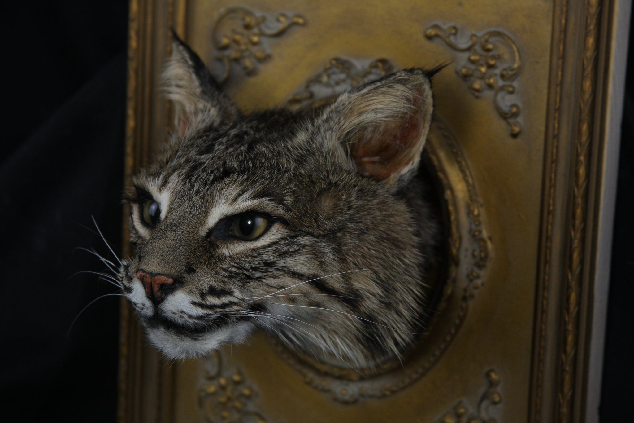 Framed Bobcat Taxidermy